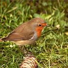 Rotkehlchen im Garten