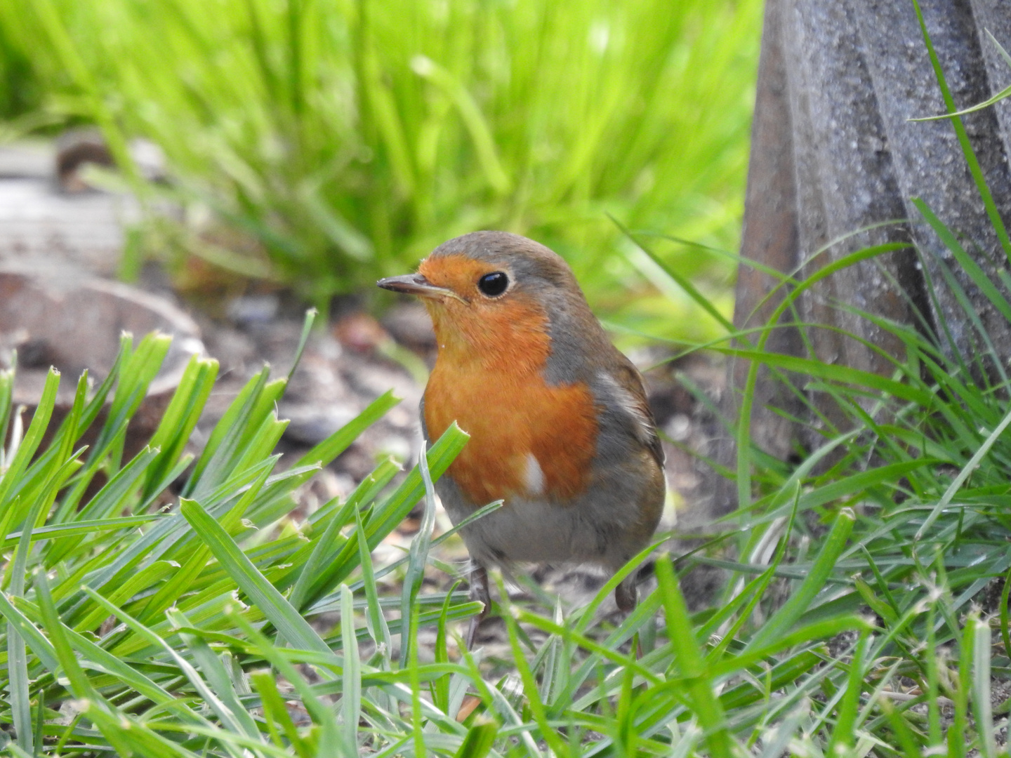 Rotkehlchen im Garten