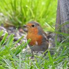 Rotkehlchen im Garten