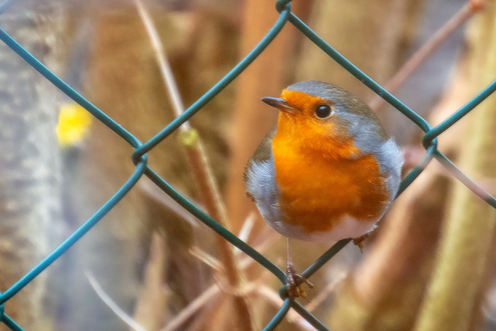 Rotkehlchen im Gartenzaun 