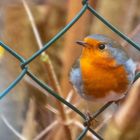 Rotkehlchen im Gartenzaun 