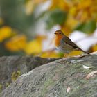 Rotkehlchen im goldenen Herbst