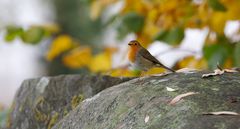 Rotkehlchen im goldenen Herbst