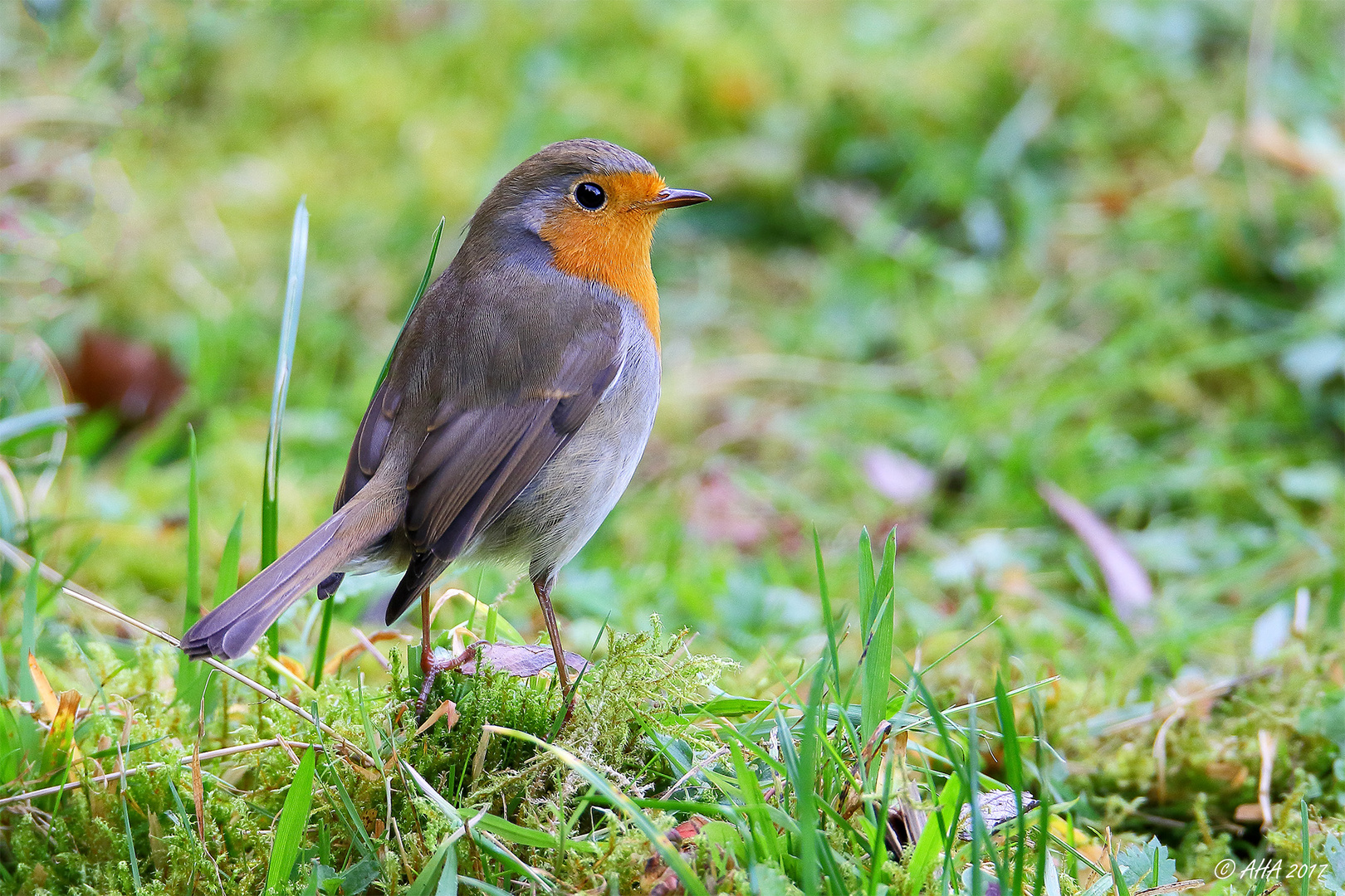 Rotkehlchen im Gras