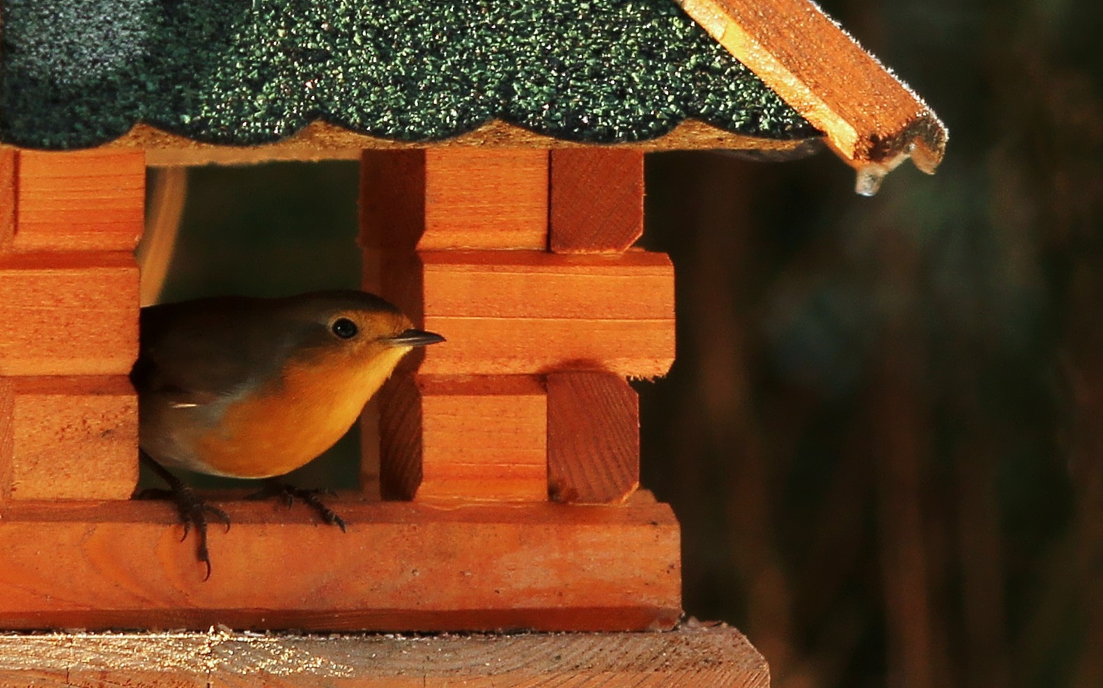 Rotkehlchen Im Haus Foto Bild Tiere Wildlife Wild Lebende