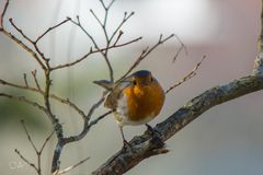 Rotkehlchen im heimischen Garten!