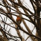 Rotkehlchen im Herbst