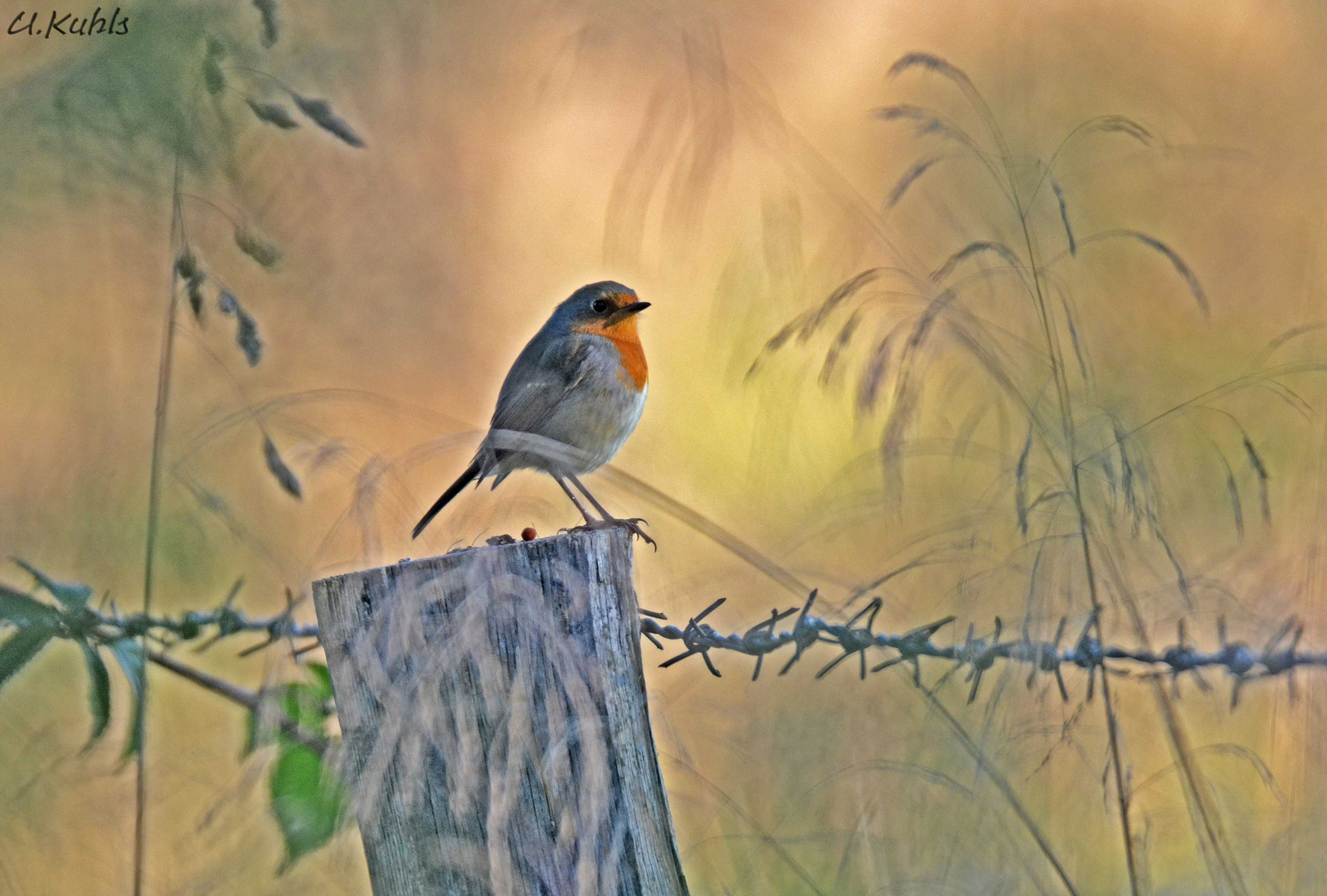 Rotkehlchen im Herbst