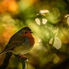 Rotkehlchen im Herbst