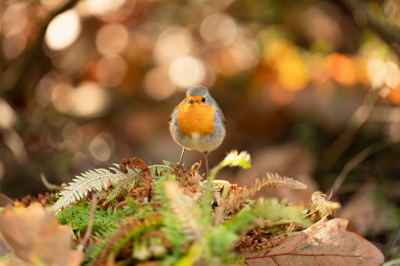 Rotkehlchen im Herbst