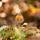 Rotkehlchen im Herbst