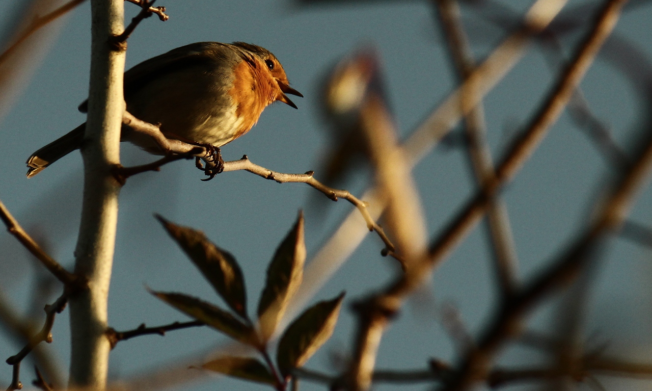 Rotkehlchen im Herbst