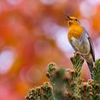 Rotkehlchen im Herbst