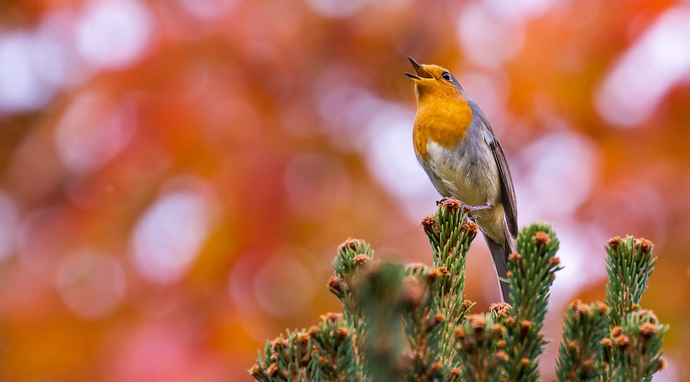 Rotkehlchen im Herbst