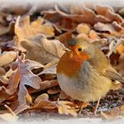 Rotkehlchen im Herbst