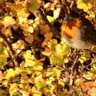 Rotkehlchen im Herbstlaub