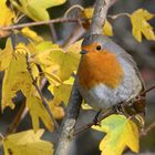 Rotkehlchen im Herbstlaub