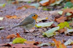 Rotkehlchen im Herbstlaub