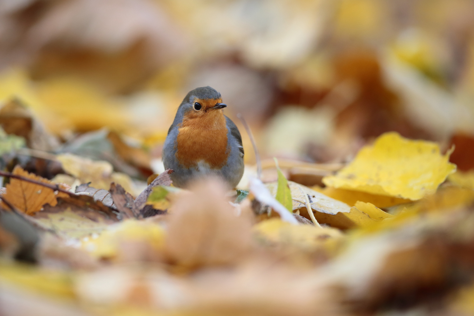 Rotkehlchen im Herbstlaub