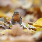 Rotkehlchen im Herbstlaub