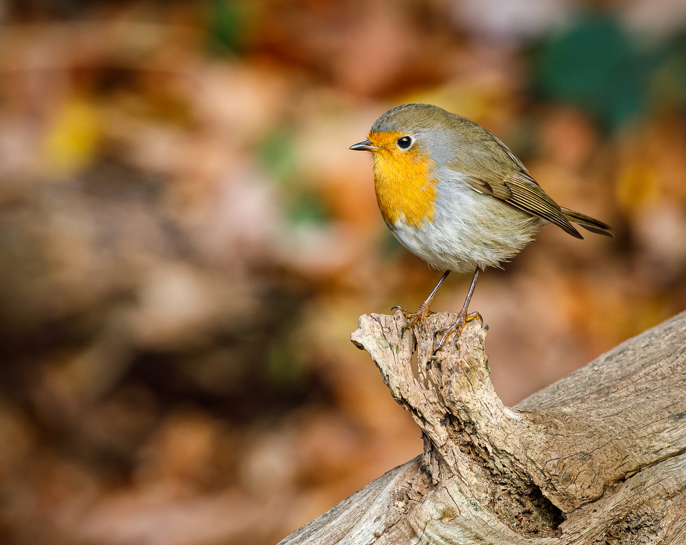 Rotkehlchen im herbstlichen Blätterwald