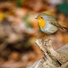 Rotkehlchen im herbstlichen Blätterwald