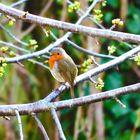 Rotkehlchen im Kirschbaum / Am Morgen ein Lied 