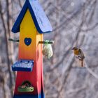 Rotkehlchen im Landeanflug II