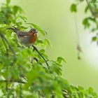 Rotkehlchen im Maigrün