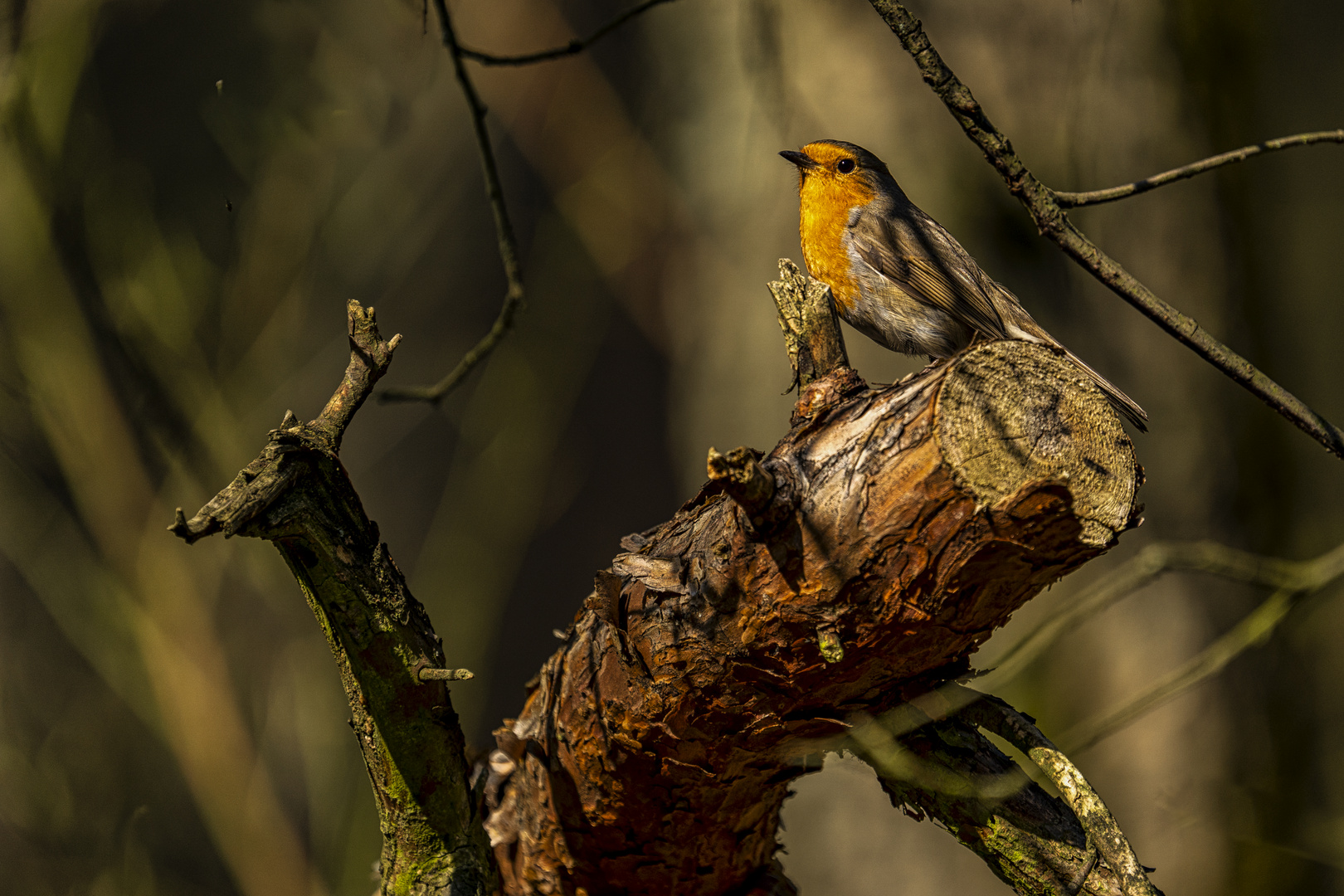 Rotkehlchen im Morgenlicht, Erithacus rubecula, 26.03.2020