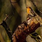 Rotkehlchen im Morgenlicht, Erithacus rubecula, 26.03.2020