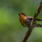 Rotkehlchen im Park