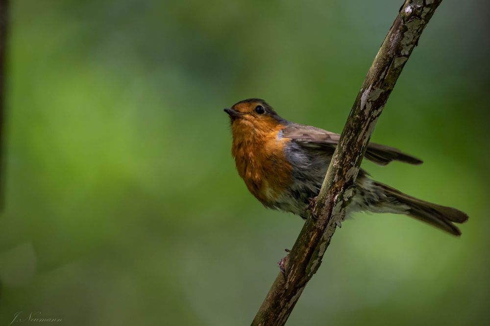 Rotkehlchen im Park