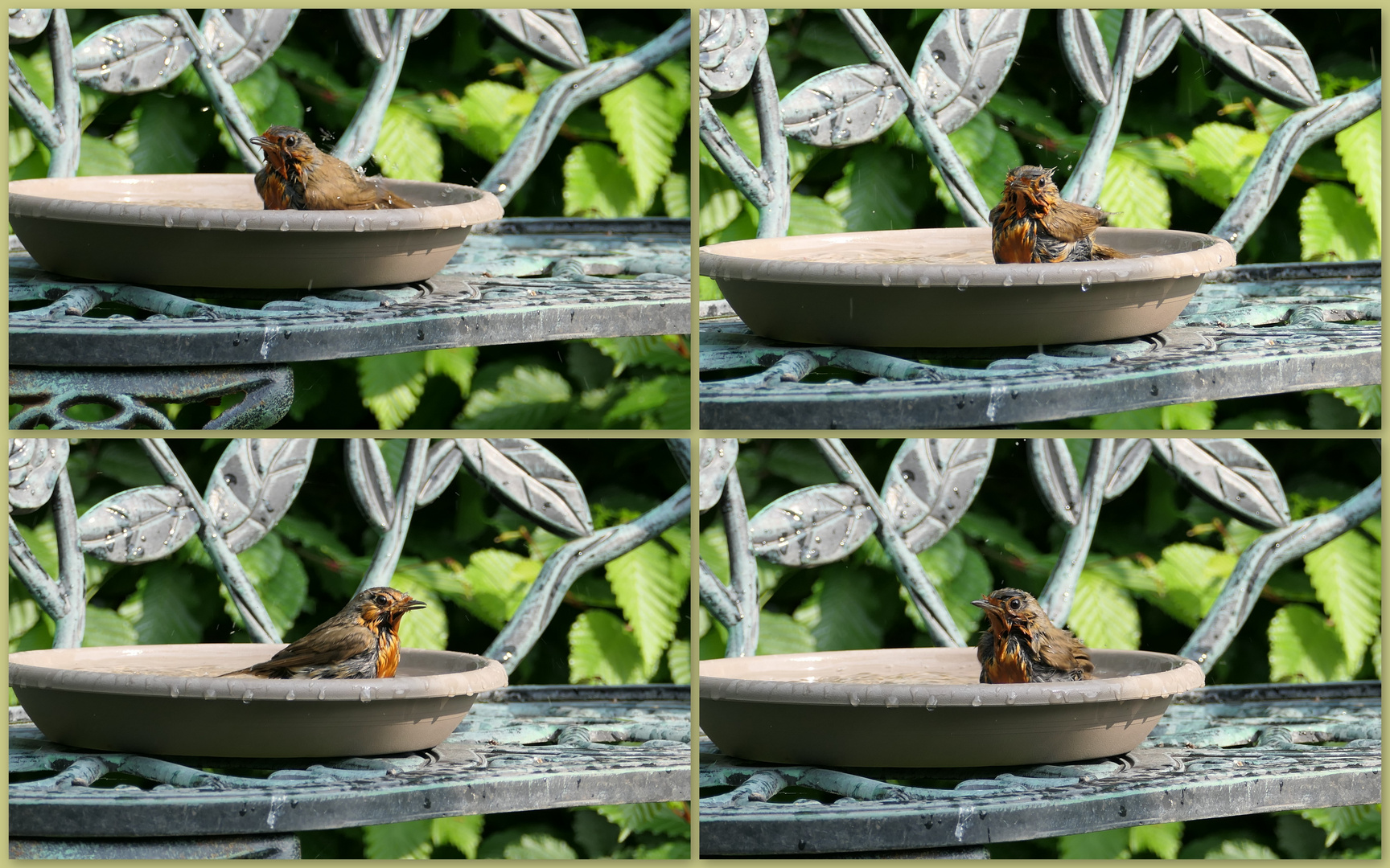 Rotkehlchen im Planschbecken für Vögel :-)