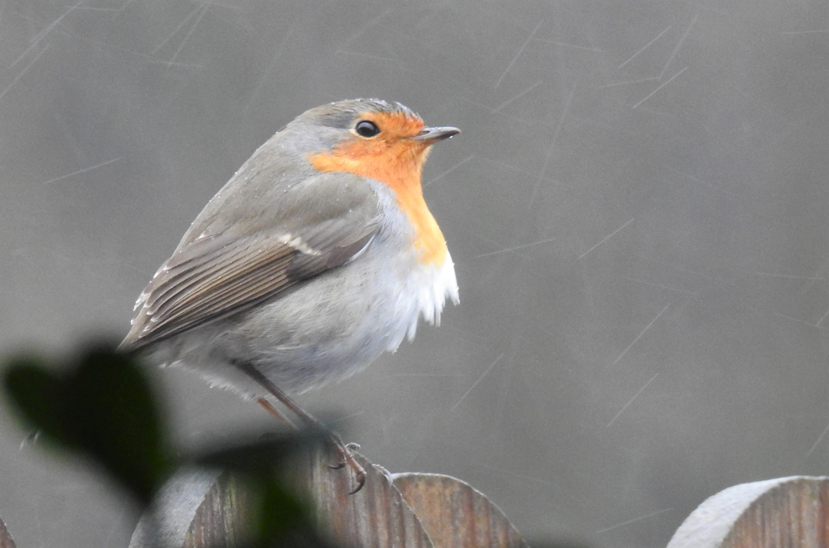 Rotkehlchen im Regen 