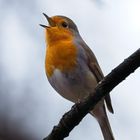 Rotkehlchen im Regen