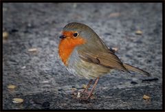 Rotkehlchen im Regen (Erithacus rubecula)