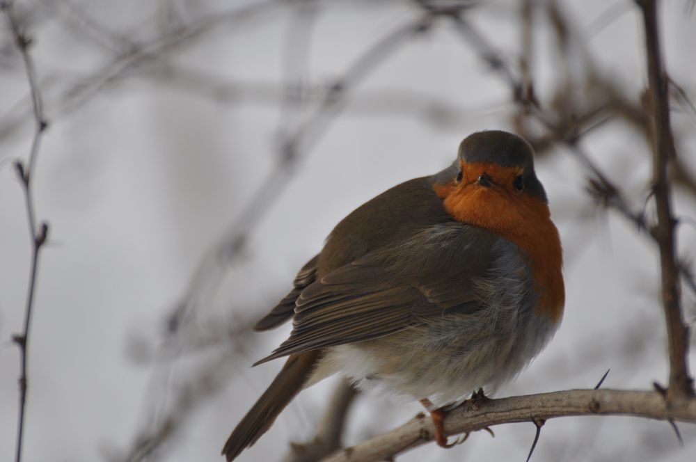 Rotkehlchen im Schlosspark