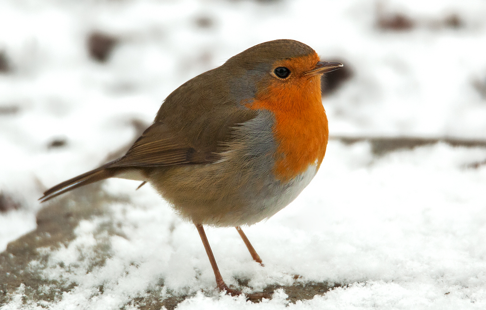 Rotkehlchen im Schnee 001