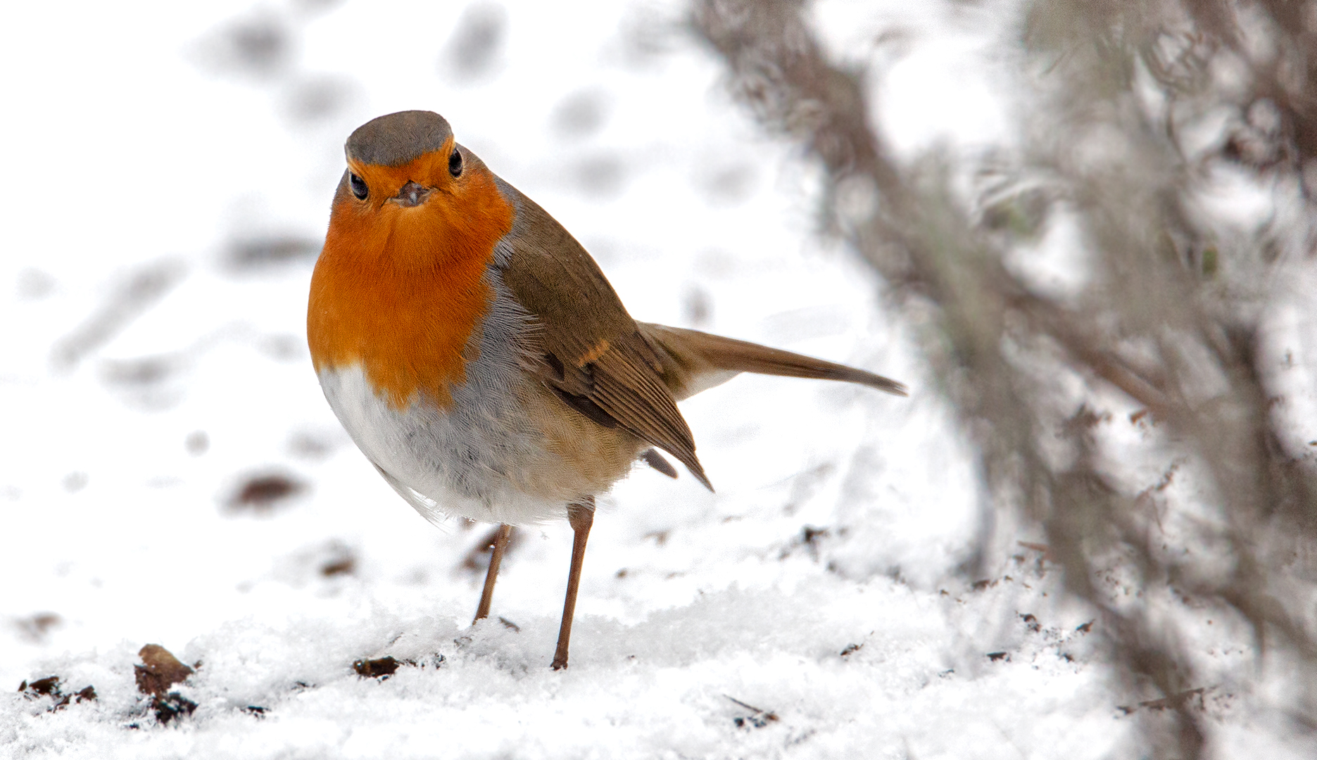 Rotkehlchen im Schnee 002a 