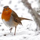 Rotkehlchen im Schnee 002a 