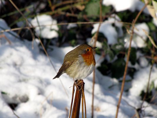 Rotkehlchen im Schnee