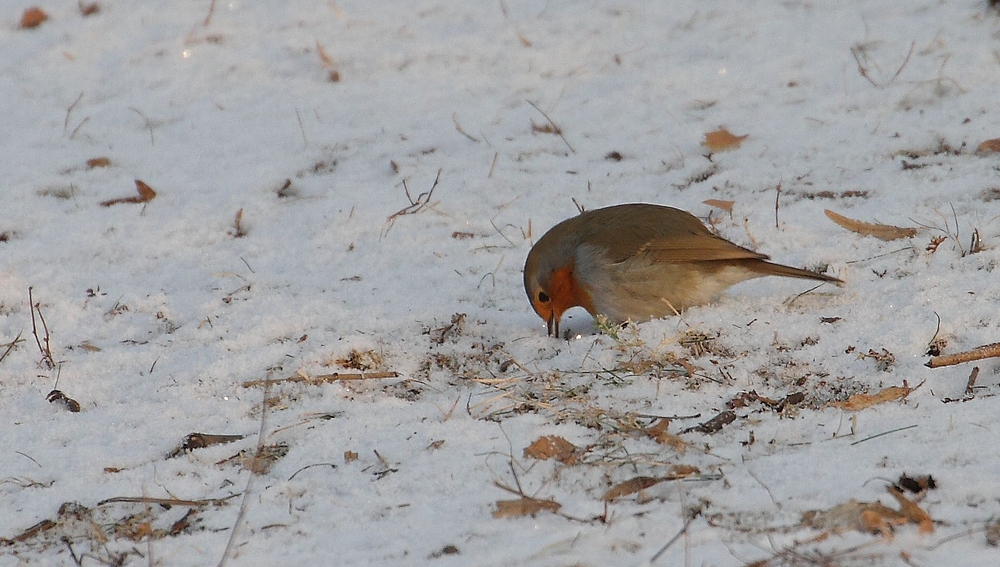 Rotkehlchen im Schnee