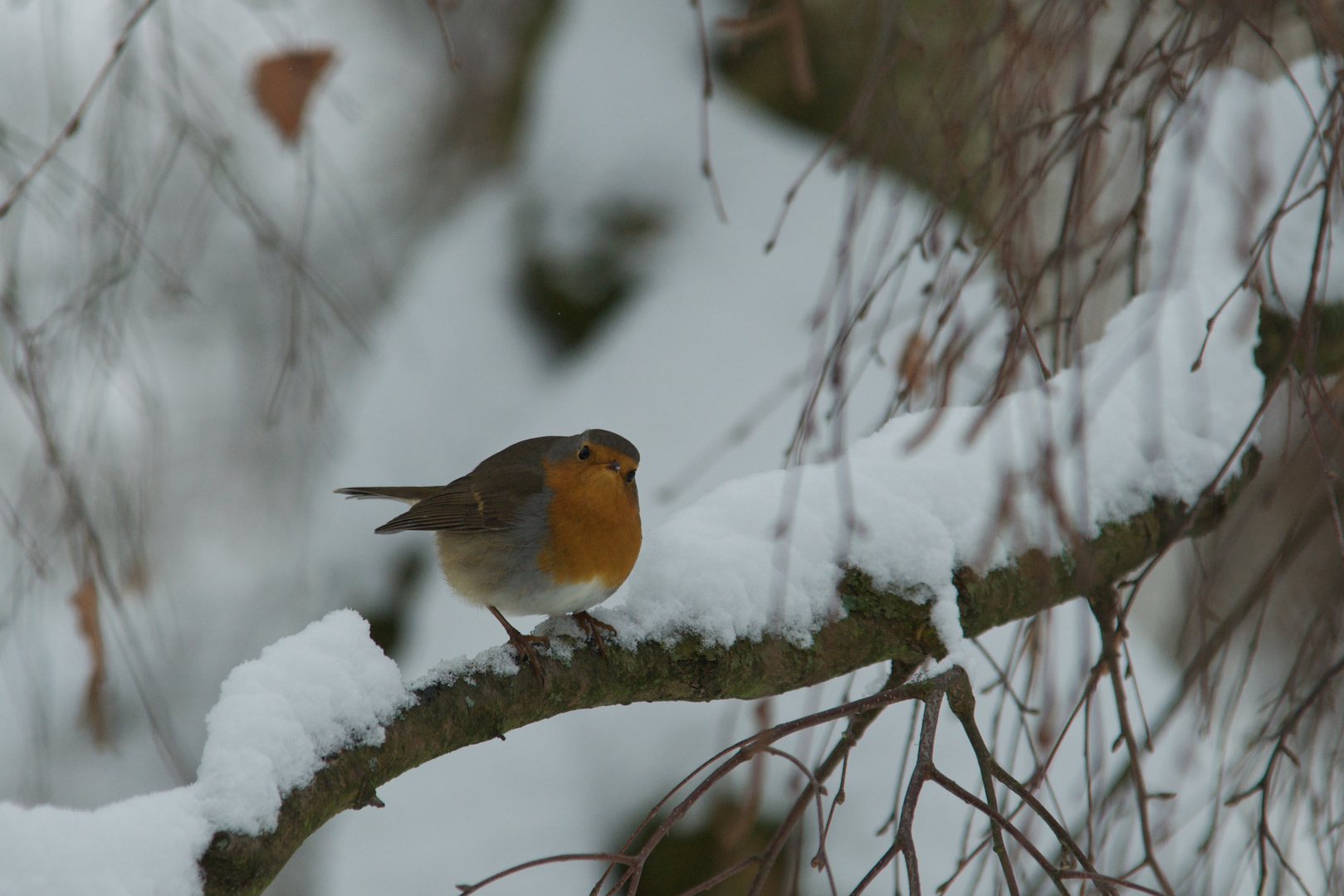 Rotkehlchen im Schnee