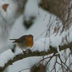 Rotkehlchen im Schnee