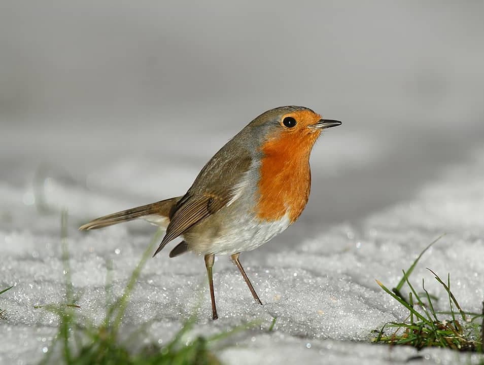 Rotkehlchen im Schnee