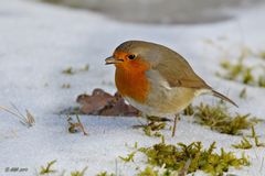 Rotkehlchen im Schnee