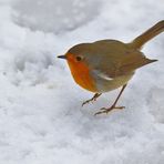 Rotkehlchen im Schnee