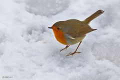 Rotkehlchen im Schnee