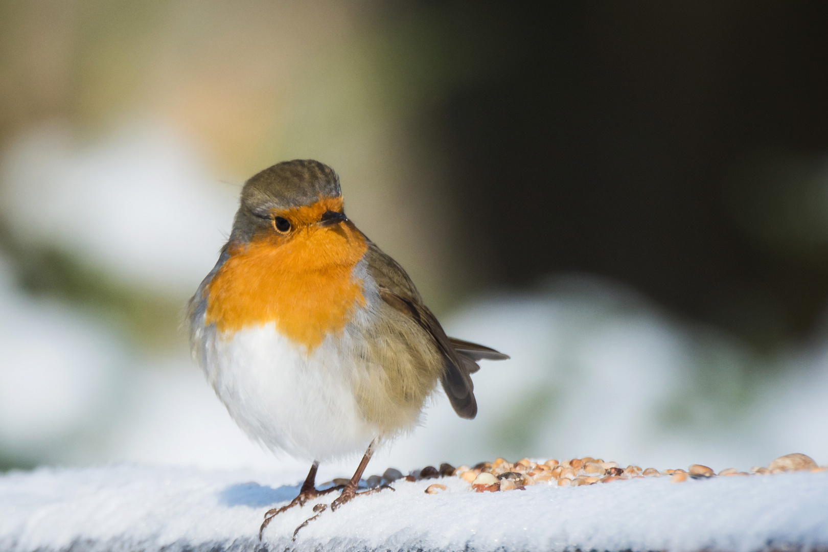 Rotkehlchen im Schnee